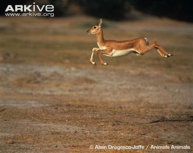 Female-blackbuck-leaping - x62-Antilopa cu coarne spiralate