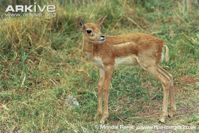 Juvenile-blackbuck - x62-Antilopa cu coarne spiralate