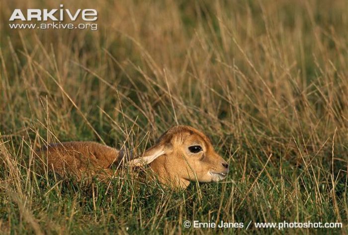 Juvenile-blackbuck-laying-in-long-grass - x62-Antilopa cu coarne spiralate