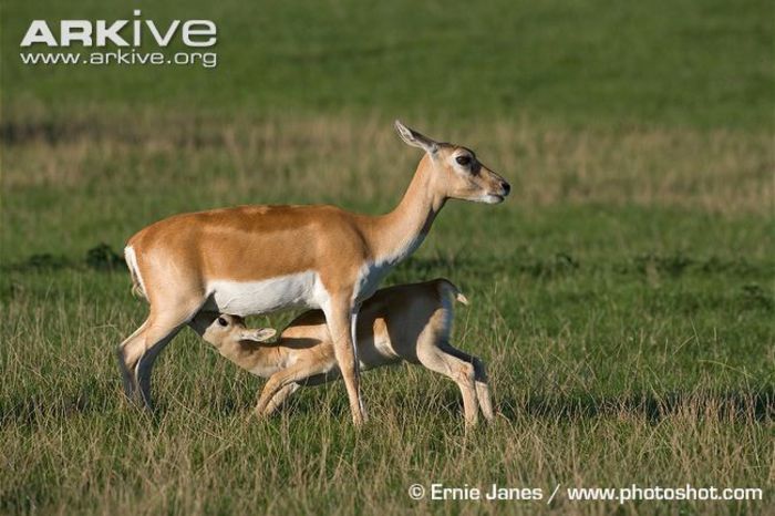 Juvenile-blackbuck-suckling-from-female - x62-Antilopa cu coarne spiralate