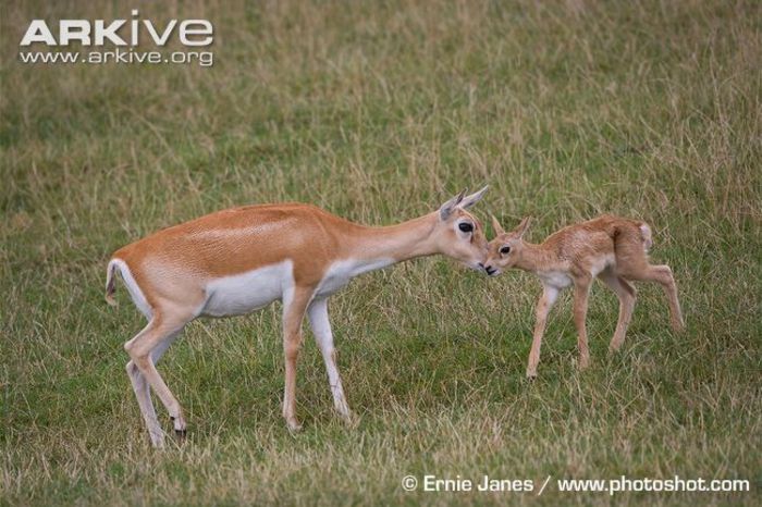 Juvenile-blackbuck-with-female - x62-Antilopa cu coarne spiralate