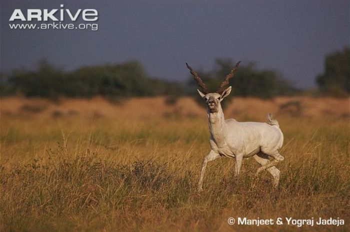 Leucistic-male-blackbuck - x62-Antilopa cu coarne spiralate