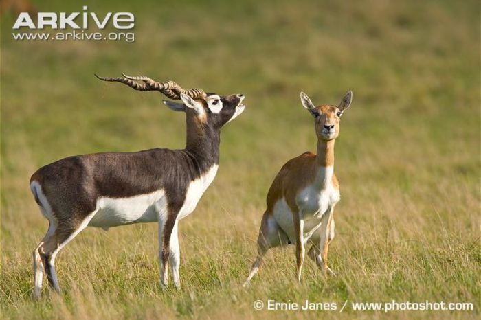Male-blackbuck-courtship-display-to-female - x62-Antilopa cu coarne spiralate
