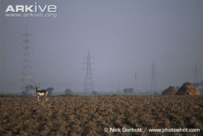 Male-blackbuck-in-ploughed-field - x62-Antilopa cu coarne spiralate