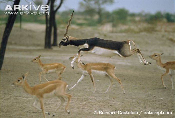 Male-blackbuck-leaping-amongst-group-of-females - x62-Antilopa cu coarne spiralate