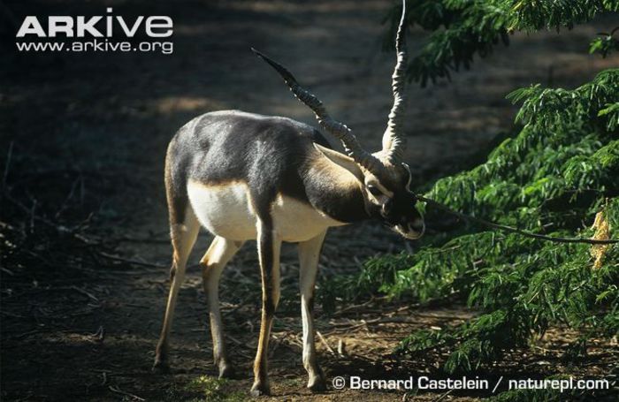 Male-blackbuck-marking-territory-with-facial-scent-gland - x62-Antilopa cu coarne spiralate