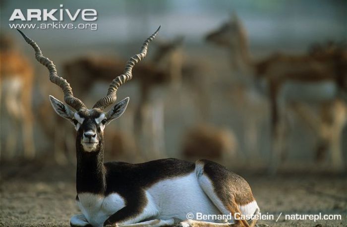 Male-blackbuck-resting