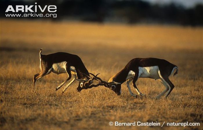 Male-blackbucks-fighting - x62-Antilopa cu coarne spiralate