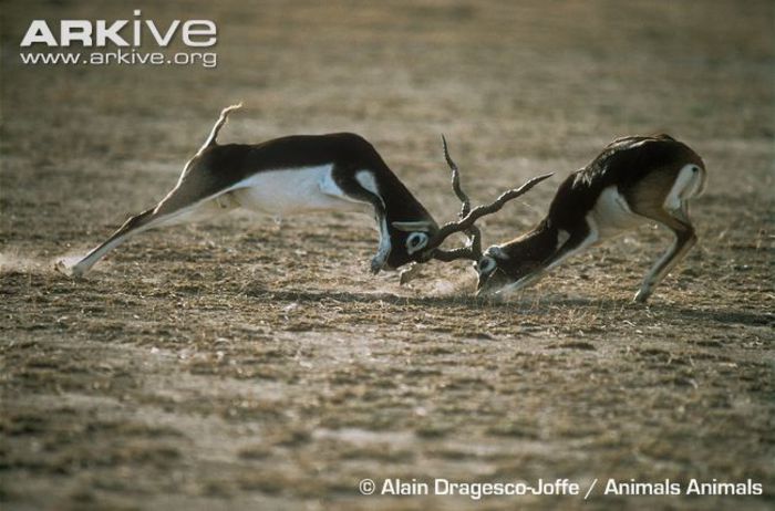 Male-blackbucks-fighting (1) - x62-Antilopa cu coarne spiralate