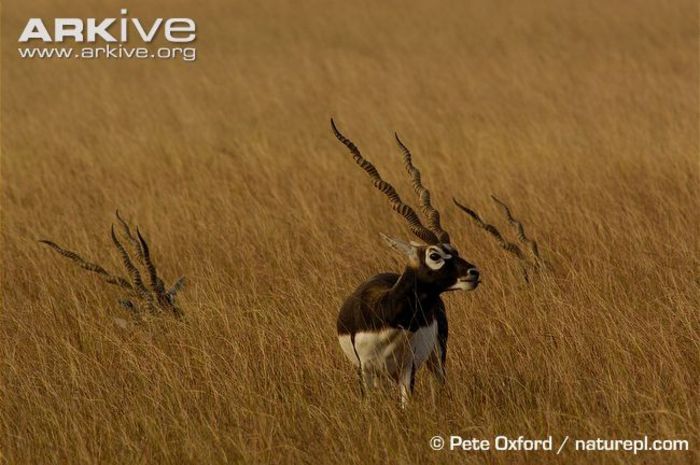 Male-blackbucks-resting-in-long-grass - x62-Antilopa cu coarne spiralate