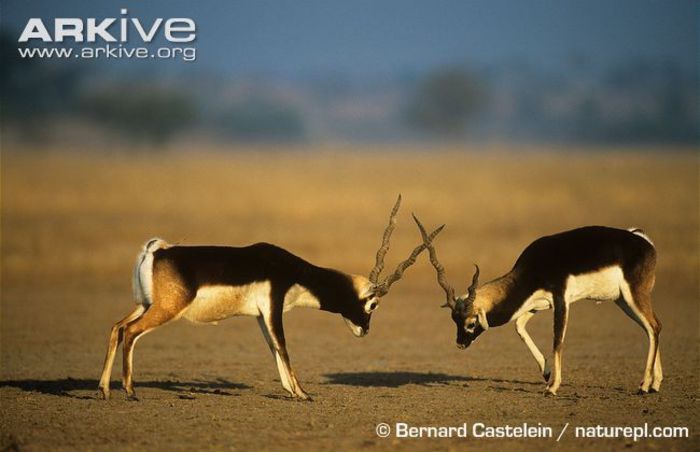 Two-male-blackbucks-about-to-fight - x62-Antilopa cu coarne spiralate