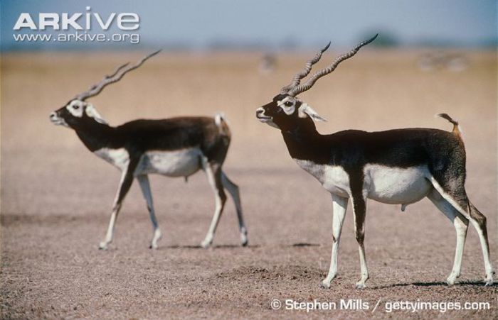 Two-male-blackbucks-displaying-in-a-parallel-walk - x62-Antilopa cu coarne spiralate