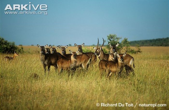 Defassa-waterbuck-family-group - x63-Antilopa de apa
