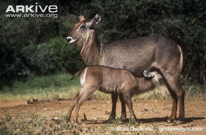 Ellipsen-waterbuck-female-with-suckling-young - x63-Antilopa de apa