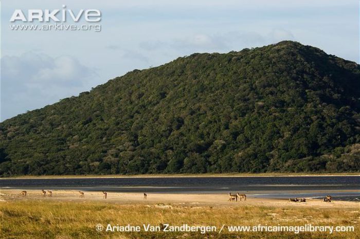 Ellipsen-waterbuck-herd-in-habitat - x63-Antilopa de apa