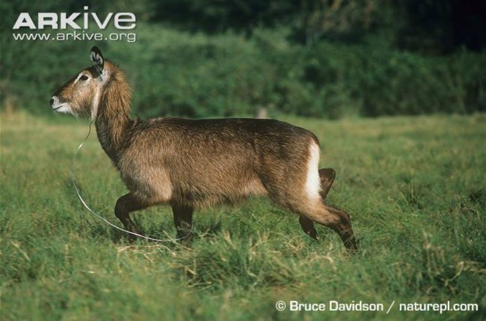 Female-Defassa-waterbuck-caught-in-a-snare - x63-Antilopa de apa