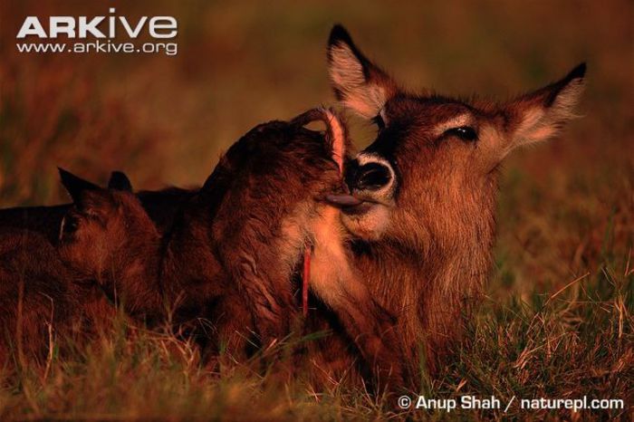 Female-Defassa-waterbuck-cleaning-newborn-calf - x63-Antilopa de apa