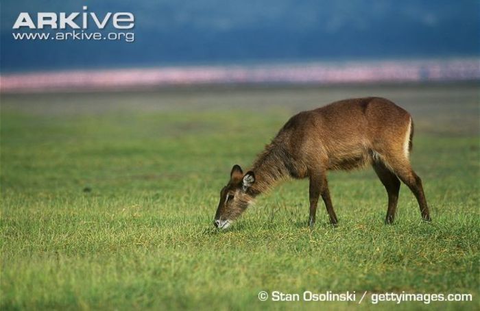 Female-Defassa-waterbuck-grazing - x63-Antilopa de apa