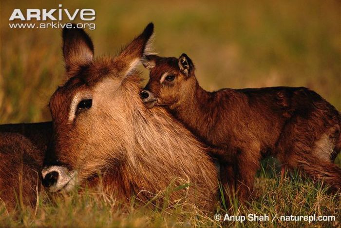 Female-Defassa-waterbuck-with-newborn-calf