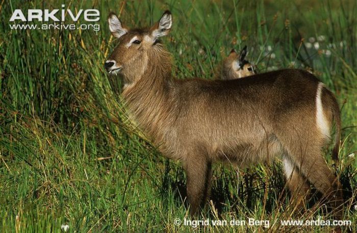 Female-Ellipsen-waterbuck- - x63-Antilopa de apa