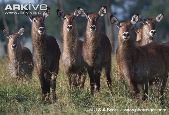 Group-of-female-Defassa-waterbuck - x63-Antilopa de apa