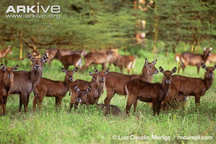 Group-of-young-male-Defassa-waterbuck - x63-Antilopa de apa