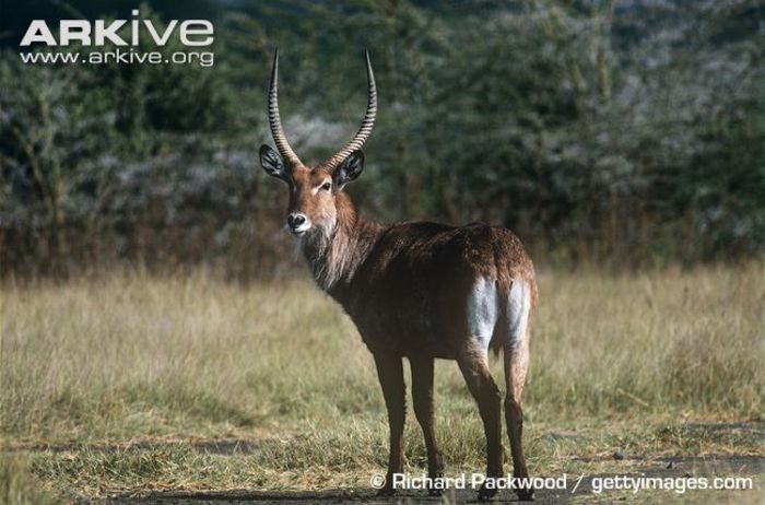 Male-Defassa-waterbuck-showing-rear-markings - x63-Antilopa de apa