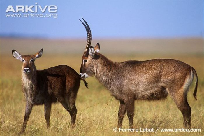 Male-Defassa-waterbuck-testing-a-females-receptiveness-to-mating - x63-Antilopa de apa