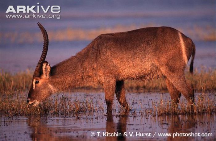 Male-Ellipsen-waterbuck - x63-Antilopa de apa