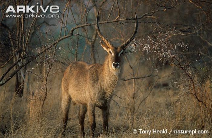 Male-Ellipsen-waterbuck-