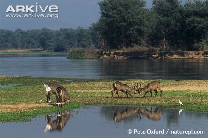 Male-Ellipsen-waterbuck-fighting-with-others-feeding-nearby