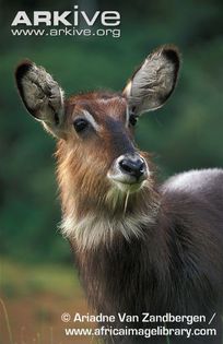 Young-Defassa-waterbuck - x63-Antilopa de apa