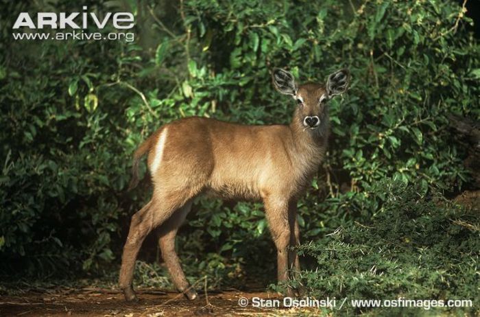 Young-Ellipsen-waterbuck- - x63-Antilopa de apa