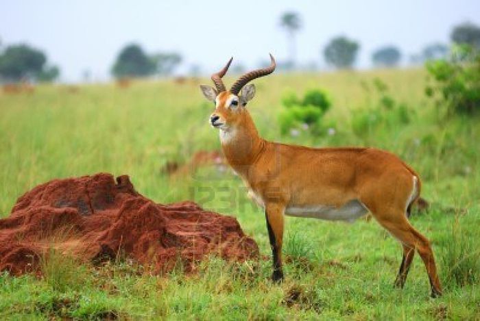 13855506-african-antelope-kob-kobus-kob-in-the-murchison-falls-national-park-uganda - x64-Antilopa de mlastina