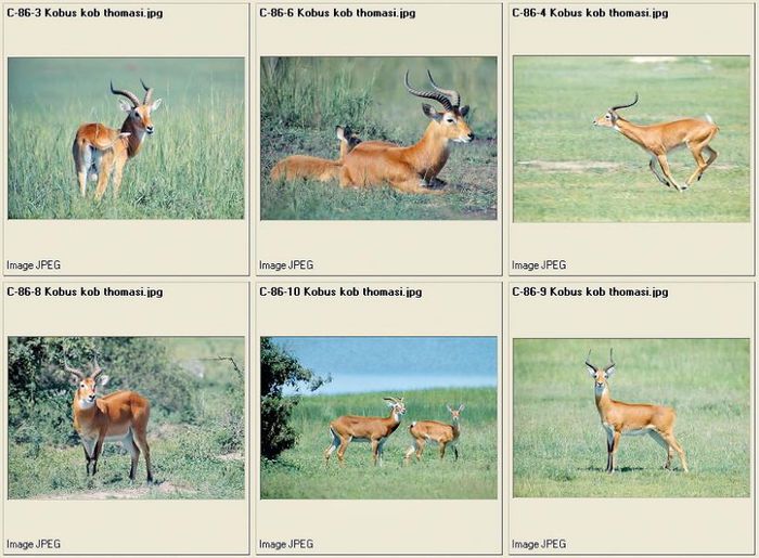 jpg_Artiod47 - x64-Antilopa de mlastina