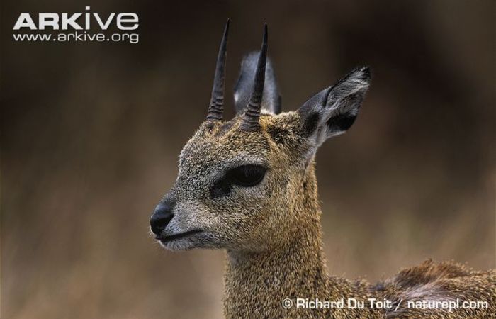 Close-up-of-a-klipspringer