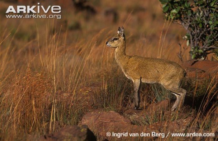 Female-klipspringer - x65-Antilopa de munte