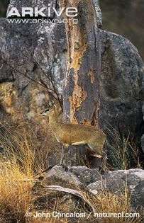 Klipspringer-camouflaged-in-habitat - x65-Antilopa de munte