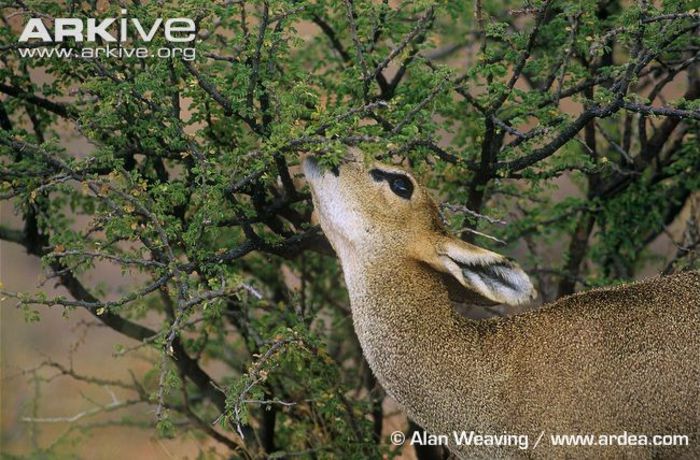 Klipspringer-female-browsing - x65-Antilopa de munte