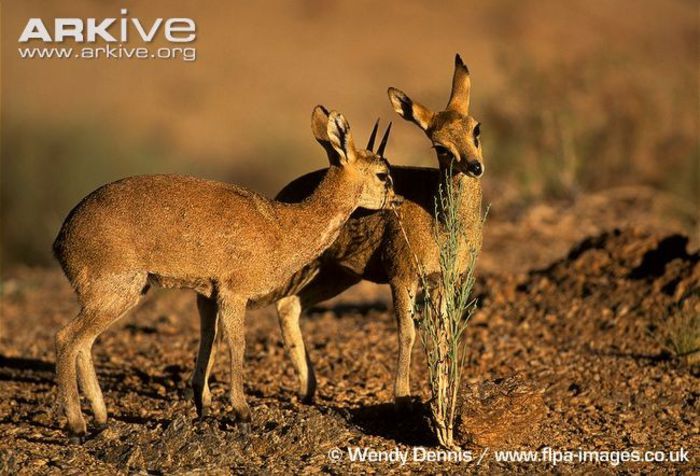 Male-and-female-klipspringers-marking-territory - x65-Antilopa de munte