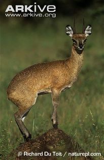 Male-klipspringer - x65-Antilopa de munte