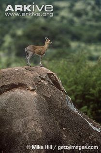 Male-klipspringer-on-rock - x65-Antilopa de munte