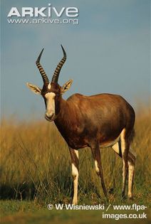 Blesbok - x66-Antilopa lira Bontebok