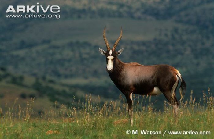 Blesbok-in-grassland-habitat