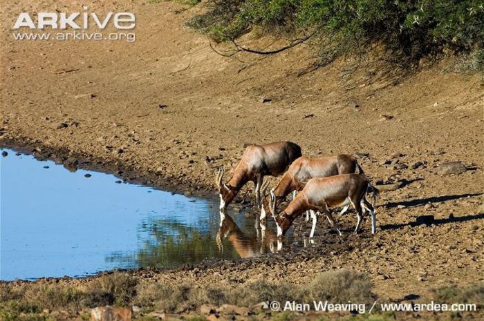 Blesboks-drinking-at-waterhole - x66-Antilopa lira Bontebok
