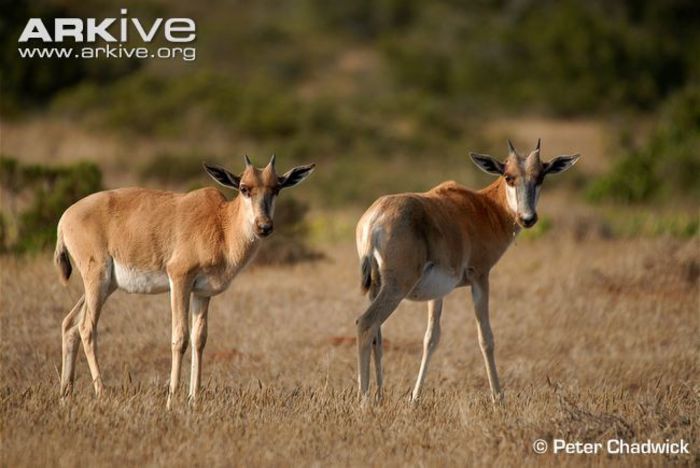 Bontebok-infants-ssp-pygargus - x66-Antilopa lira Bontebok