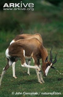 Bontebok-scratching - x66-Antilopa lira Bontebok