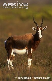 Bontebok-ssp-pygargus