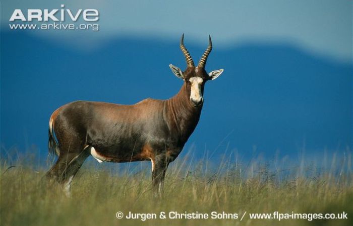 Bontebok-ssp-pygargus (1) - x66-Antilopa lira Bontebok