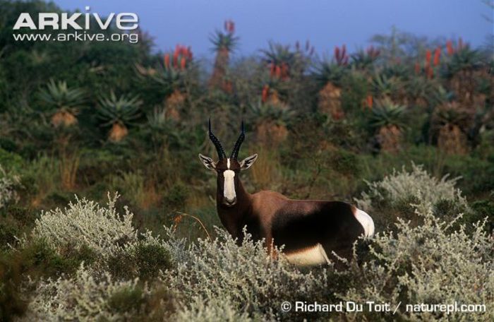Bontebok-ssp-pygargus-in-habitat - x66-Antilopa lira Bontebok
